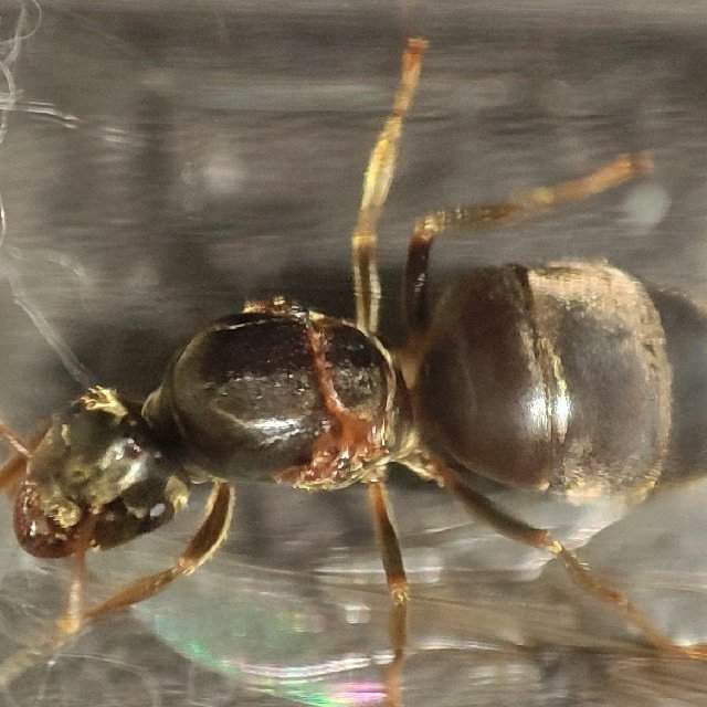 Flight image for Lasius niger on 6 Jun 2024