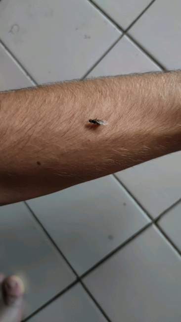 Flight image for Lasius niger on 24 Jun 2024