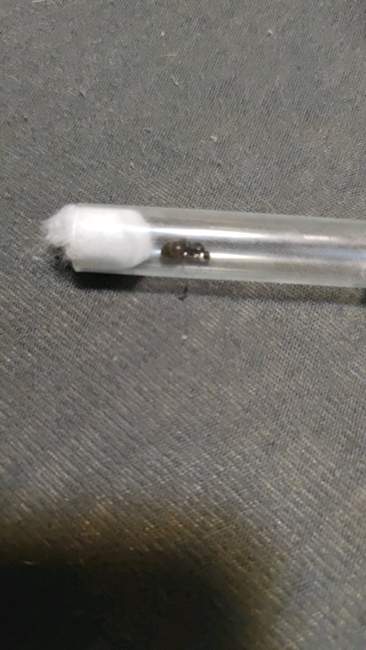 Flight image for Lasius platythorax on 18 Jun 2024