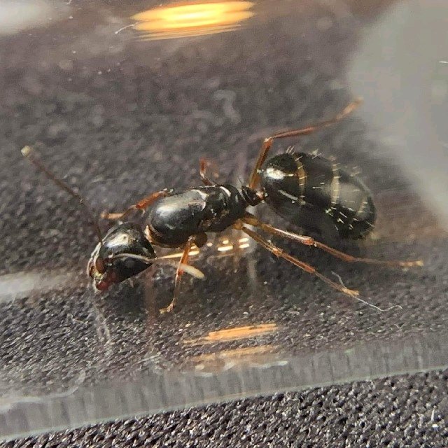 Camponotus fallax