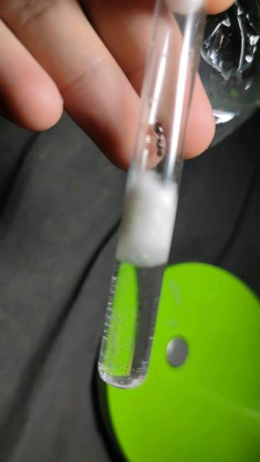 Flight image for Tetramorium caespitum on 18 Jun 2024