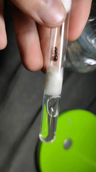 Flight image for Formica cunicularia on 18 Jun 2024