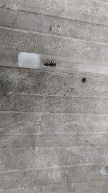 Flight image for Polyergus rufescens on 22 Jun 2024