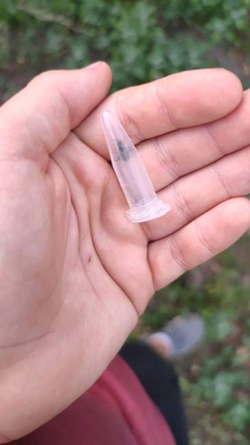 Flight image for Lasius niger on 22 Jun 2024