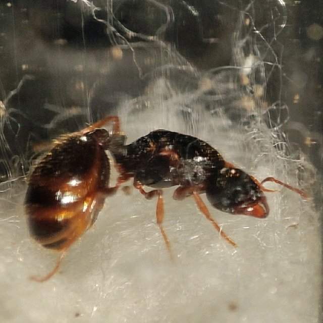 Flight image for Tetramorium caespitum on 8 Jun 2024