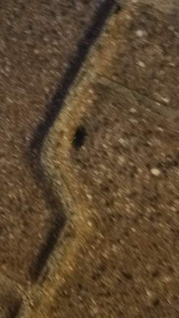 Flight image for Lasius sp. on 26 Jul 2024