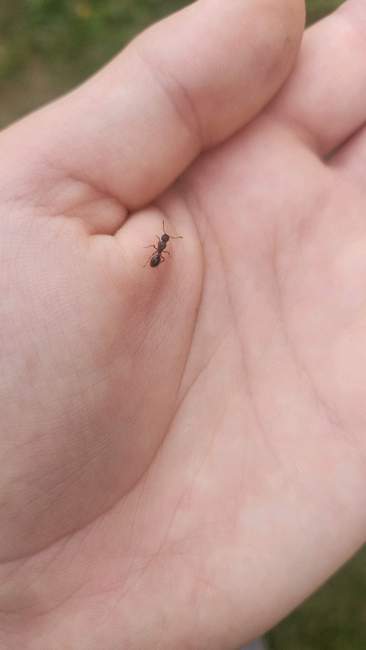 Flight image for Myrmica sp. on 12 Jul 2024