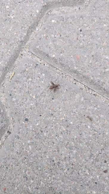 Flight image for Lasius sp. on 10 Jul 2024