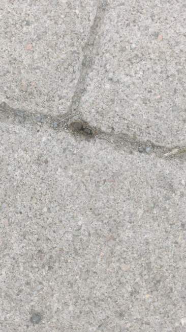 Flight image for Lasius cf. niger on 12 Jul 2024