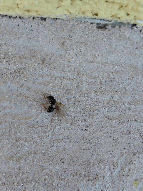 Flight image for Lasius fuliginosus on 22 Jun 2025