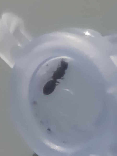 Flight image for Temnothorax sp. on 20 Jul 2025