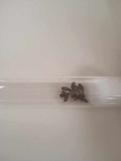 Flight image for Lasius flavus on 14 Jul 2025