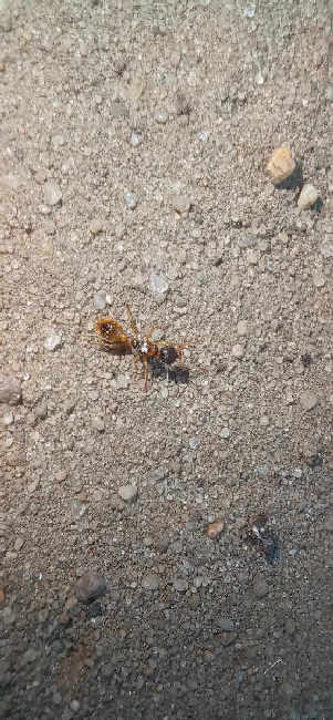 Flight image for Myrmica rubra on 10 Aug 2025