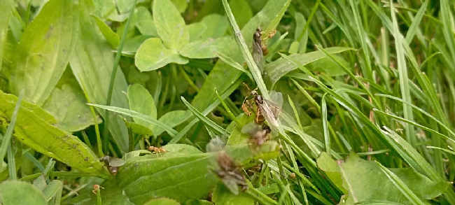 Flight image for Lasius flavus on 9 Aug 2025