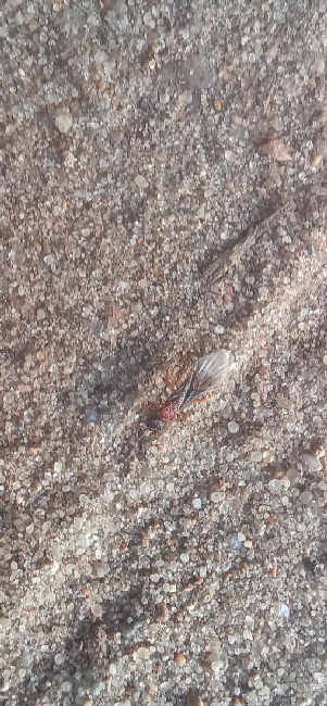 Flight image for Myrmica sp. on 13 Aug 2025