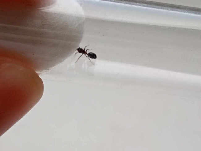 Flight image for Dolichoderus quadripunctatus on 27 Aug 2025