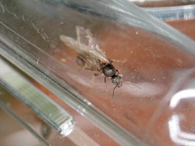 Flight image for Lasius niger group on 1 Sept 2025