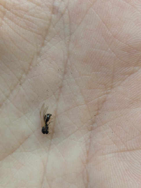 Flight image for Tetramorium sp. on 18 Jun 2025