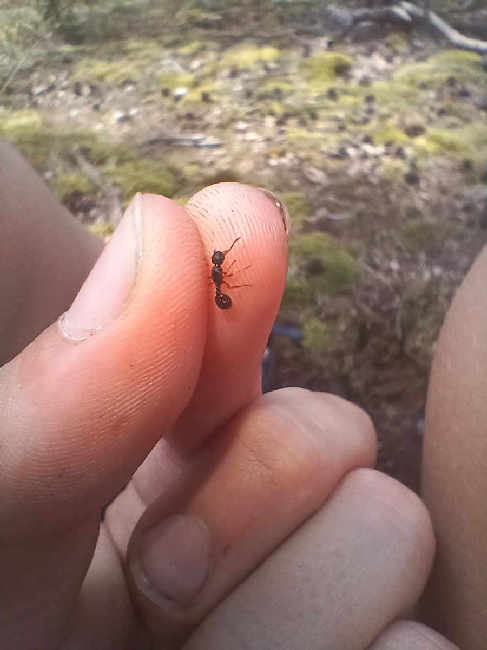 Flight image for Myrmica sp. on 10 Aug 2025