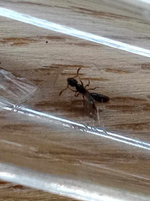 Flight image for Ponera coarctata on 2 Sept 2025