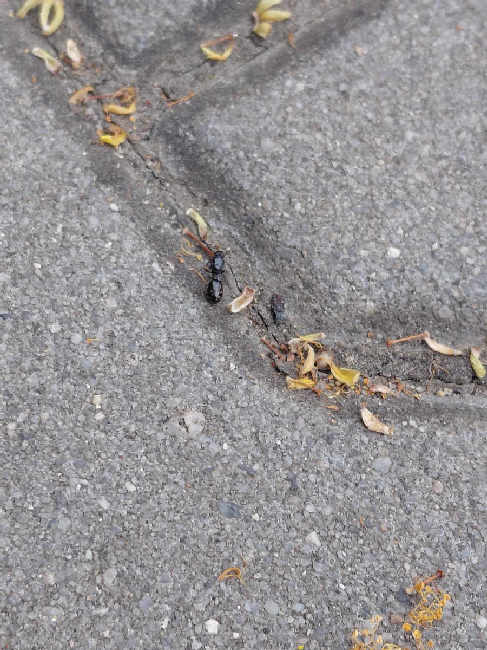 Flight image for Tetramorium sp. on 23 Jun 2025