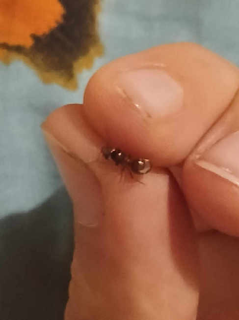 Flight image for Lasius umbratus group on 9 Aug 2025