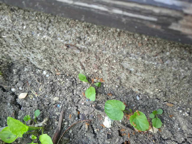 Flight image for Lasius flavus on 31 Jul 2025