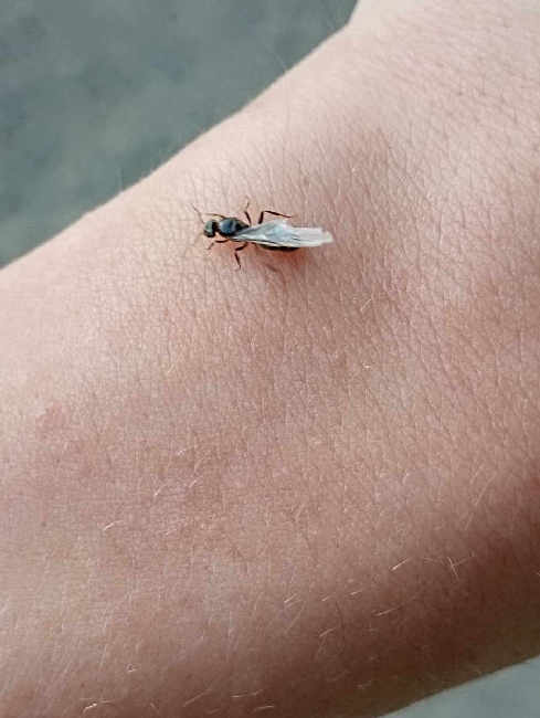 Flight image for Lasius niger group on 10 Aug 2025