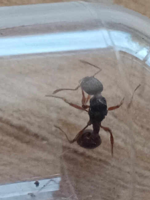 Flight image for Myrmica cf. schencki on 8 Sept 2025