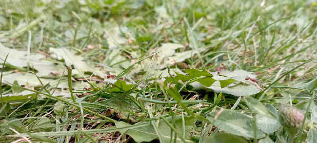 Flight image for Myrmica sp. on 29 Aug 2025