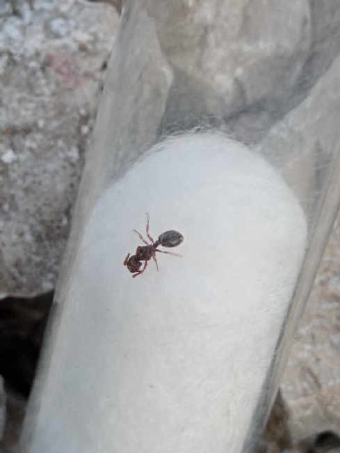 Flight image for Myrmecina graminicola on 14 Aug 2025