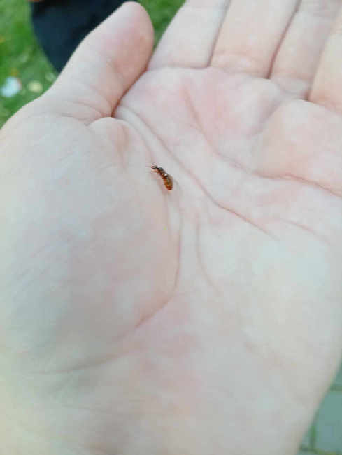 Flight image for Lasius flavus on 1 Sept 2025