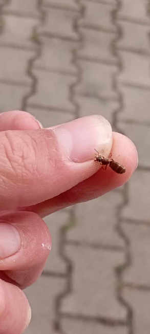 Flight image for Lasius emarginatus on 9 Aug 2025