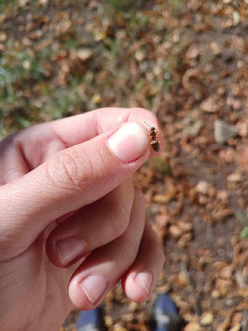 Flight image for Lasius emarginatus on 17 Aug 2025