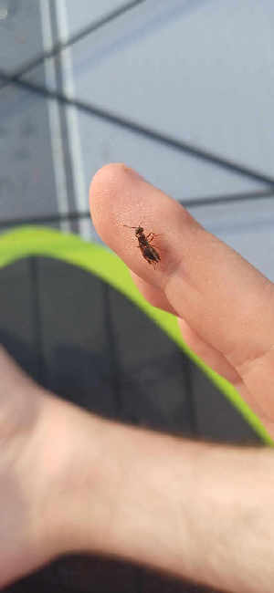 Flight image for Lasius umbratus on 8 Aug 2025