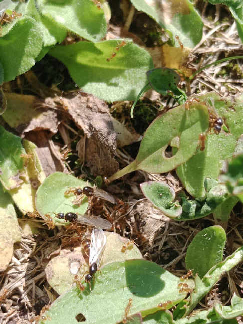 Flight image for Solenopsis fugax on 1 Sept 2025