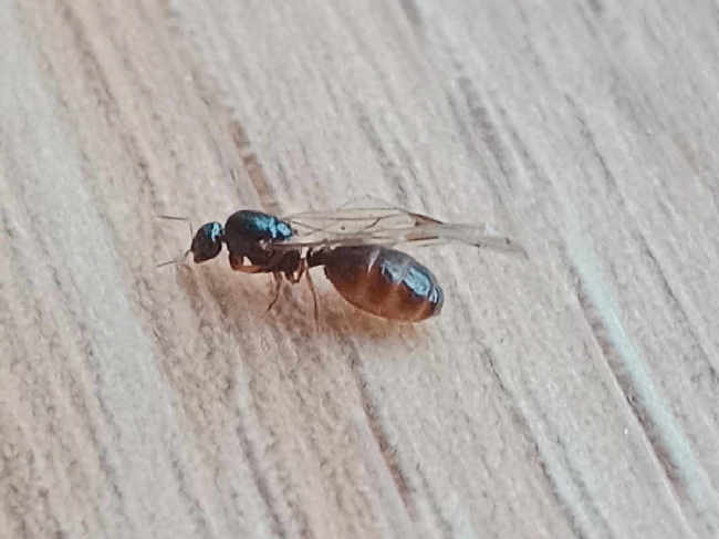 Flight image for Solenopsis fugax on 30 Aug 2025