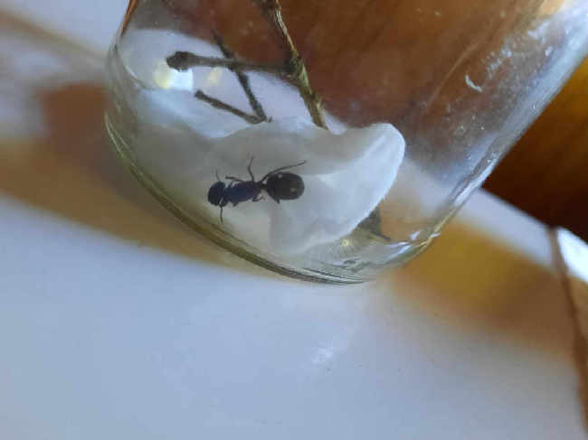 Flight image for Camponotus herculeanus on 22 Jun 2025