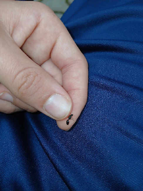 Flight image for Tetramorium sp. on 9 Aug 2025