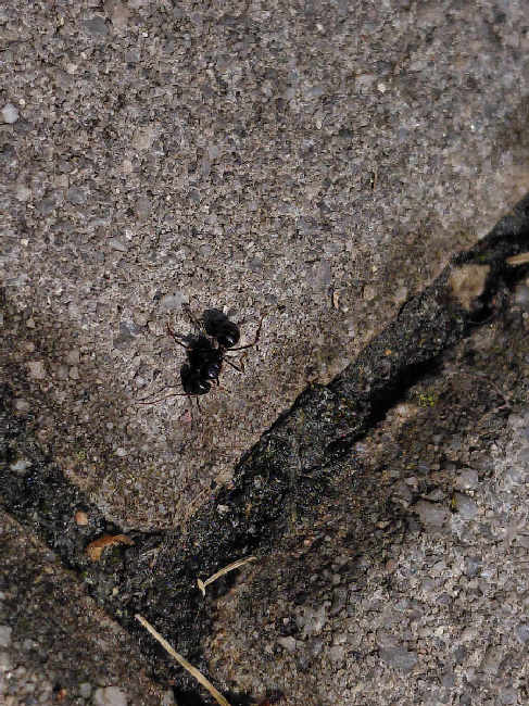 Flight image for Lasius fuliginosus on 23 Jun 2025