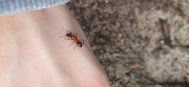 Flight image for Formica sanguinea on 24 Jul 2025