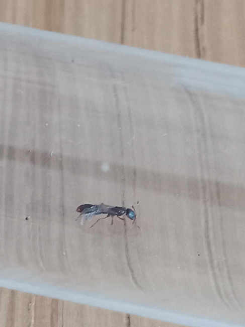 Flight image for Ponera cf. coarctata on 28 Aug 2025