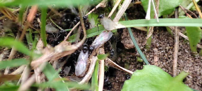 Flight image for Lasius niger on 3 Aug 2025