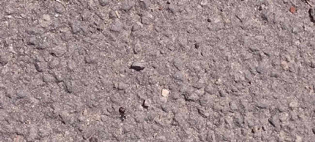 Flight image for Lasius niger group on 7 Aug 2025