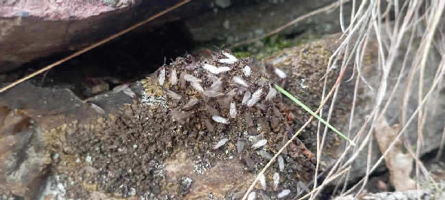 Flight image for Lasius emarginatus on 5 Aug 2025