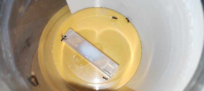 Flight image for Myrmica sp. on 4 Sept 2025