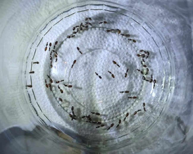 Flight image for Solenopsis fugax on 2 Sept 2025