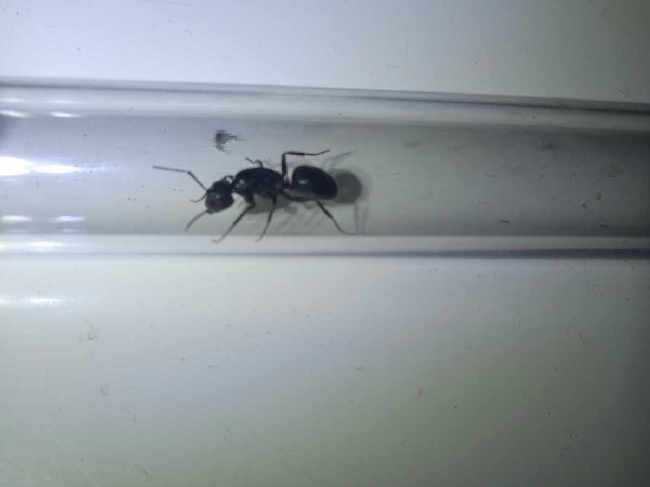 Flight image for Camponotus vagus on 31 Jul 2025