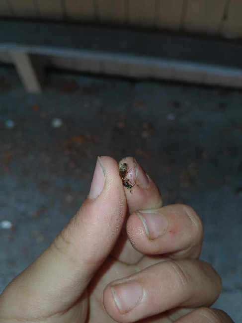 Flight image for Lasius niger group on 10 Aug 2025