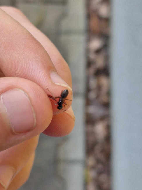 Flight image for Lasius fuliginosus on 18 Jun 2025